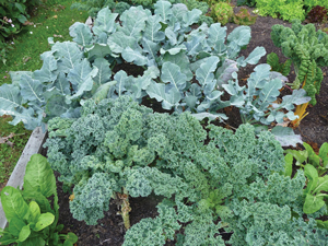 Kale and broccoli.