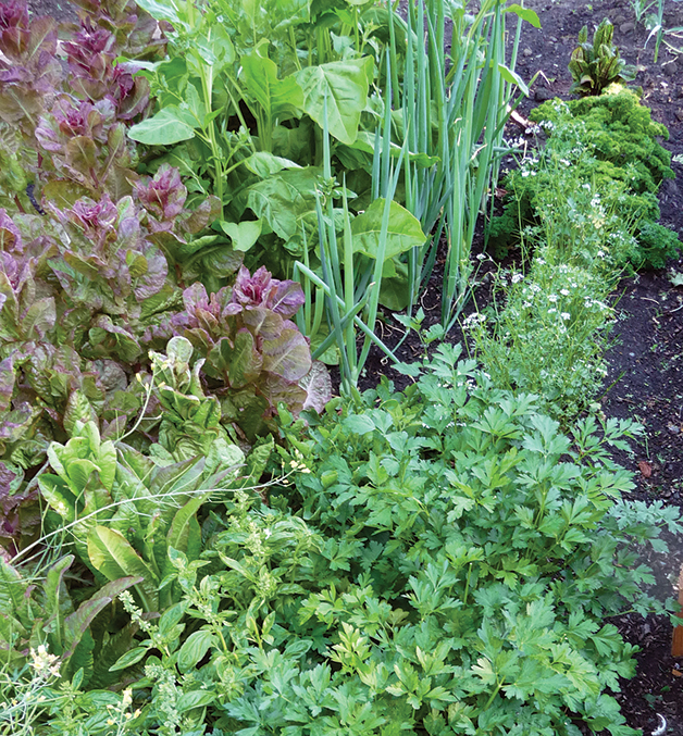  A selection of herbs growing outdoors. Facing page, clockwise from top left: Zucchini in tunnelhouse, basil and carrots in tunnelhouse, thyme.