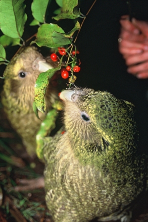 Kakapo chicks feeding.
