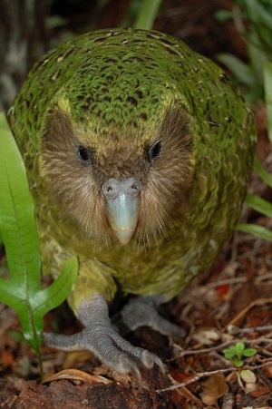 Sirocco, official spokesbird for the Department of Conservation and the Ambassador for Kakapo Recovery.