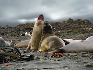 LOW_Antarctica_Lion-Seals