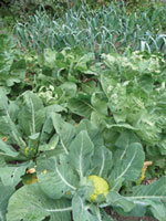 LOW_gardening_Broco-Cauliflower
