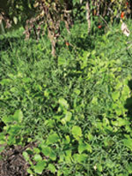 LOW_gardening_Lupin-Mustard-cover-crop