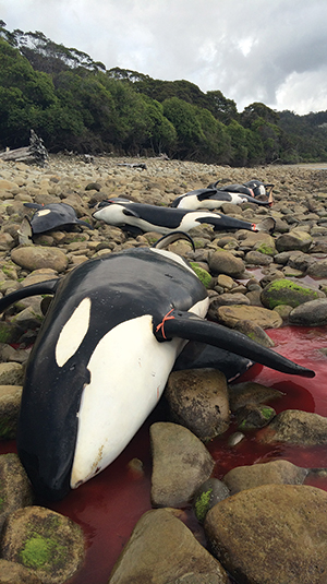 Above: beached orca