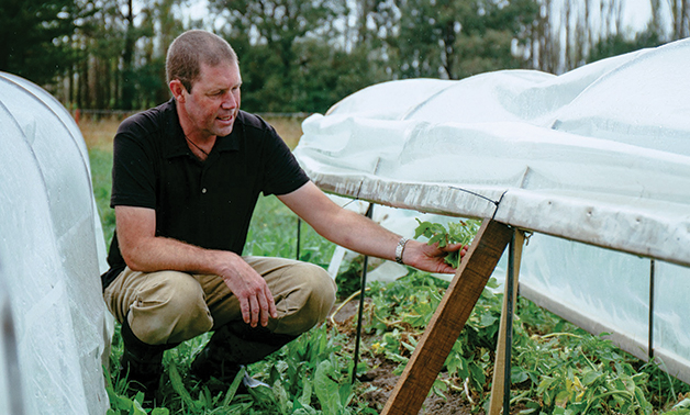  Dr Charles Merfield, Head of the Future Farming Centre at the BHU inspects the taewa crop.