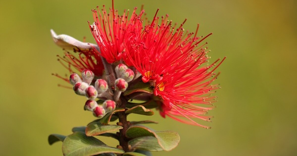 He Aitaka a TāneRob Tipa investigates the flamboyant scarlet blaze of ...